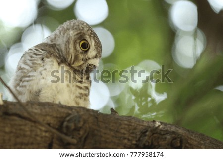 Curious Spotted owlet sitting on a tree branch.