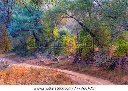 Landscape of Ranthambore, India. Road and forest