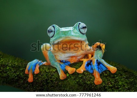 Tree frog, flying frog sitting on moss