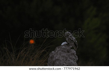 Little Owl hunting a mouse