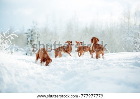 Cute red dog visla sitting in the snow, portrait
