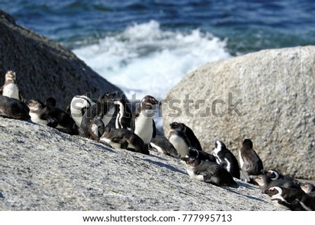 Penguins colony on Boulders Beach, Simon's Town near Cape Town, South Africa.