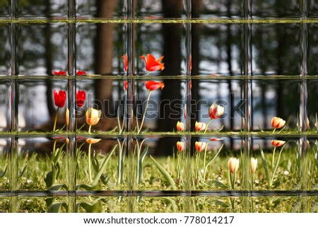 Tulips through window panes