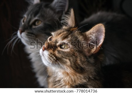 Two cute kitties looking up