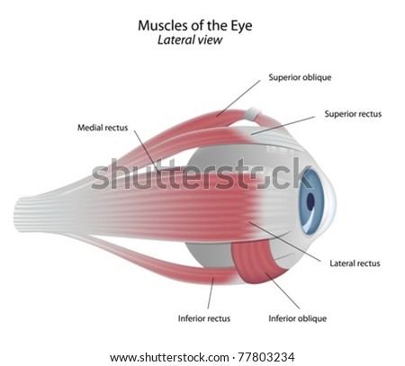 Extrinsic muscles of the eye