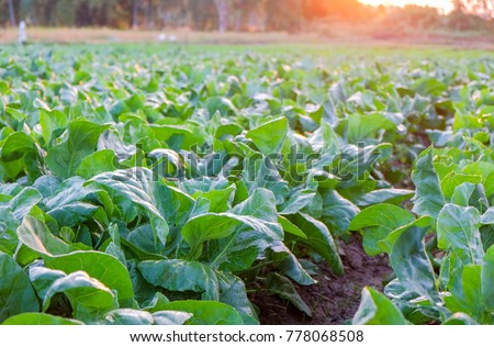 A front selective focus picture of organic chinese kale in agriculture farm 