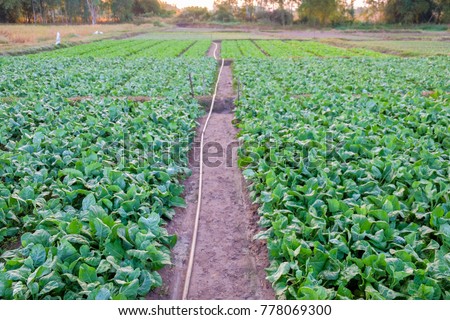 A front selective focus picture of organic chinese kale in agriculture farm