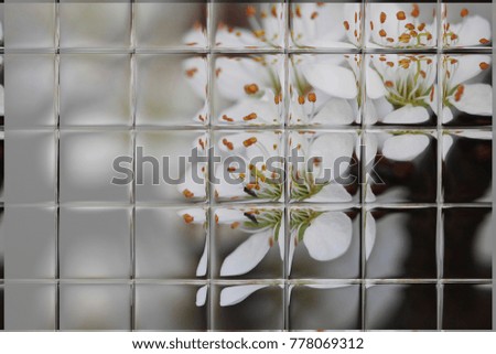 fruits blossom through window panes