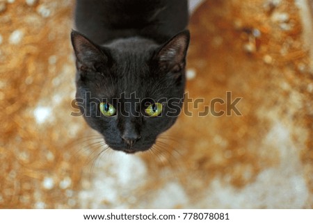 portrait cat orange