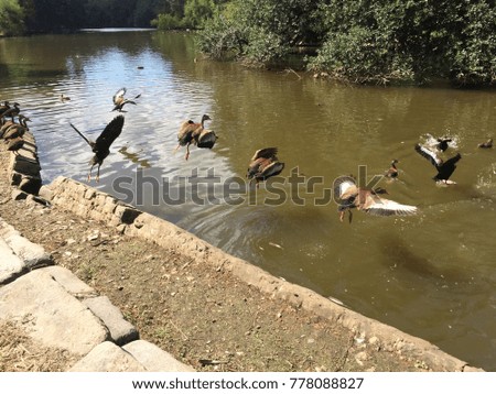 flying brown birds in swamp