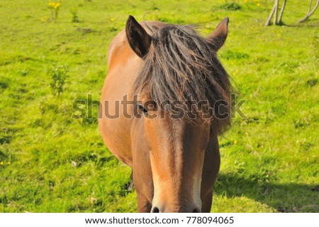 Brown Female Horse Close up