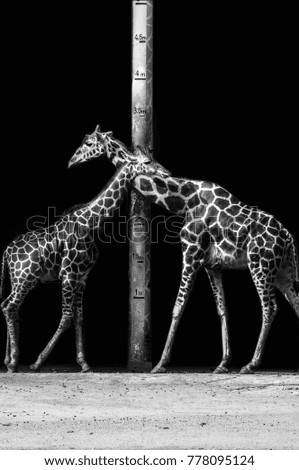 Black background giraffe feature