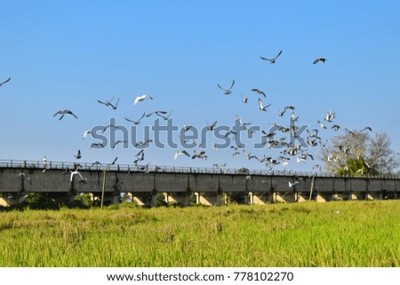 Fields with long bridges and flocks of birds fly up from the middle of the field to the sky