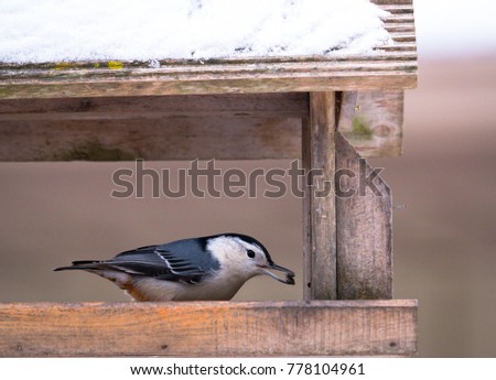 white breasted nuthatch eating at feeder in winter. snow on roof. sunflower and safflower