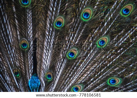 A potrait of Peacock showing its beautiful feathers