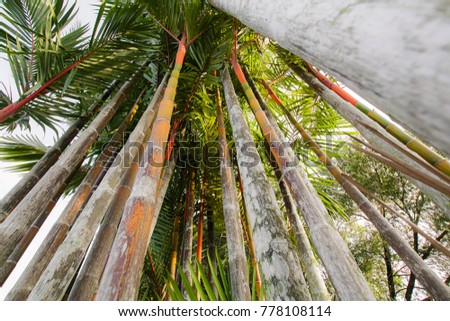 Red trunk Cyrtostachys renda texture background nature tone at phuket Thailand