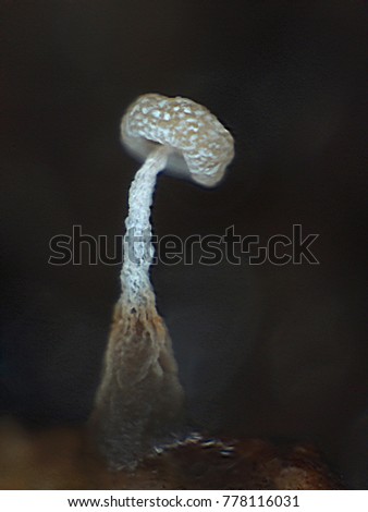 White fruit body of a slime mold, or myxomycete, Didimium on dark background looks like mushroom colud or rocket. Slime moulds are special organisms that gather from many microscopic unicellular