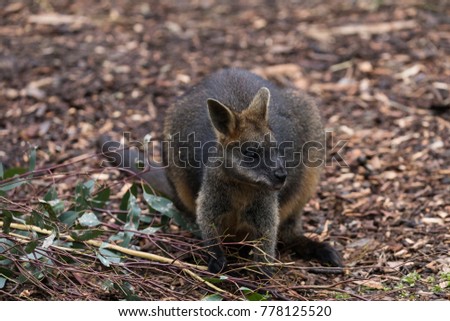 Australian wallaby at Healesville Sanctuary