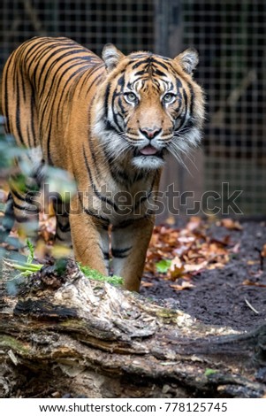 Tiger pacing at Melbourne Zoo, Australia