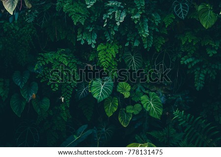 Tropical leaves texture,Abstract nature leaf green texture background.vintage dark tone,picture can used wallpaper desktop. Royalty-Free Stock Photo #778131475