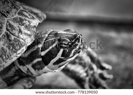 Details of a Turtle
