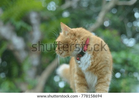 portrait of cute little vagrant orange cat isolated on tree trunk outdoors in blurred background. Selective focus