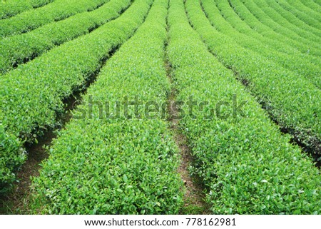 Tea Plantation at north of Thailand

