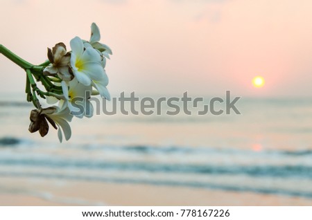 Plumeria and sunrise on the winter at Hatchaosamran beach Phetchaburi Thailand