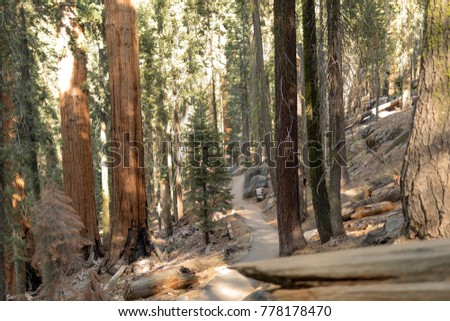 Sequoia National Park path