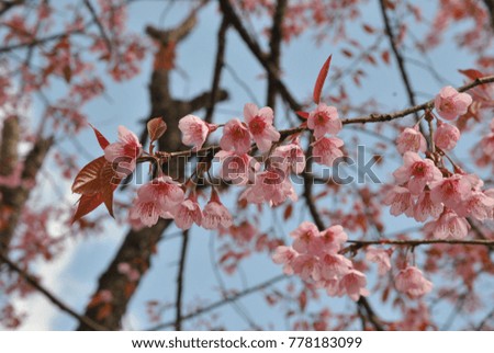Sakura Thailand Planted in the north.