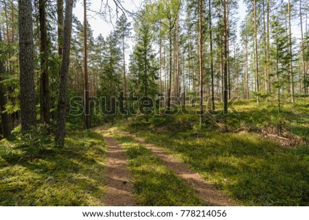 nature details in forest in summer. nature in latvia