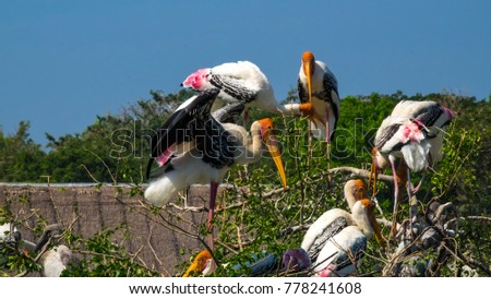 Group painted stork standing on the top tree.