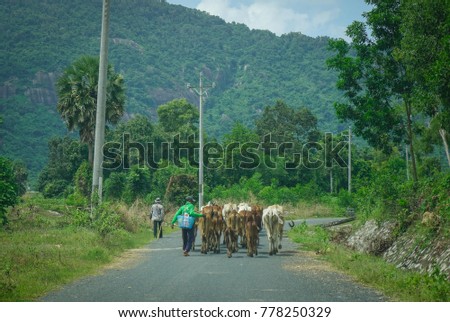 Long Xuyen, Vietnam - Sep 1, 2017. People push cows on rural road in Long Xuyen, Vietnam. Long Xuyen is the provincial city and capital city of An Giang Province.