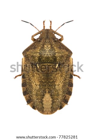 Shield-backed bug Eurygaster maura on a white background