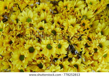 Yellow daisy flowers for sale at local market in Mekong Delta, Vietnam.