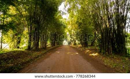 A dirt trail in a bamboo plantation