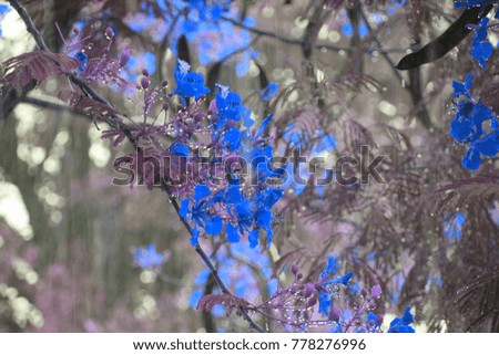 imagine fantasy blue flowers, leaf and rain drop after rain, beautiful nature landscape background, purple tone