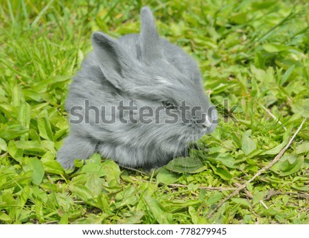 A close up of the young grey rabbit on grass.