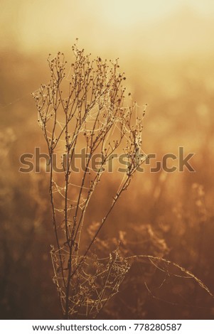 Autumn abstract background with orange dry plant at sunrise with web, vintage retro image