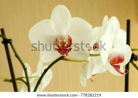orchids on yellow ground