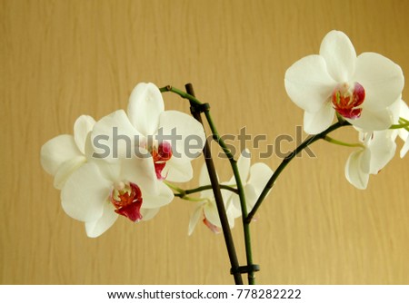 orchids on yellow ground