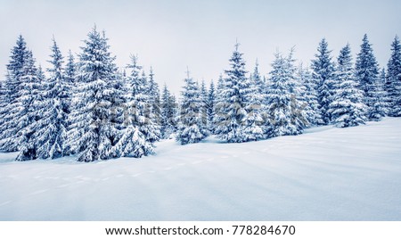 Cold winter morning in mountain foresty with snow covered fir trees. Splendid outdoor scene, Happy New Year celebration concept. Artistic style post processed photo.