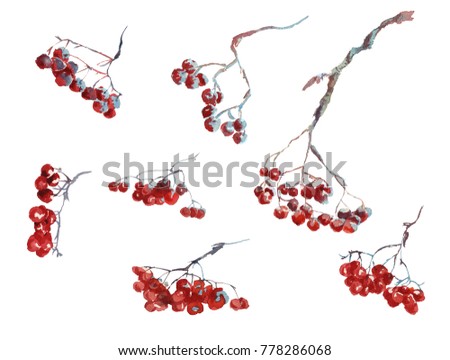 Collection of watercolor hand drawing winter rowanberry leaves