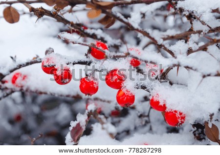 Bush barberry under snow. Cherry juicy berries on the winter background.
