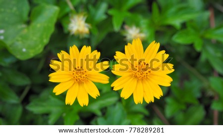 Yellow Flowers with Summer Garden Blur.