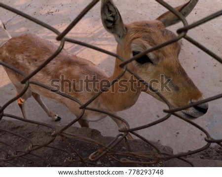 Deer wallpaper and background, wild life animals, wild animals, animals, wildlife photography, animal