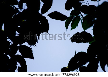 Silhouette leaves with blue sky in background
