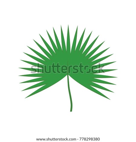 palm leaf   vector illustration