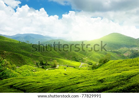 Tea plantation Cameron highlands, Malaysia Royalty-Free Stock Photo #77829991