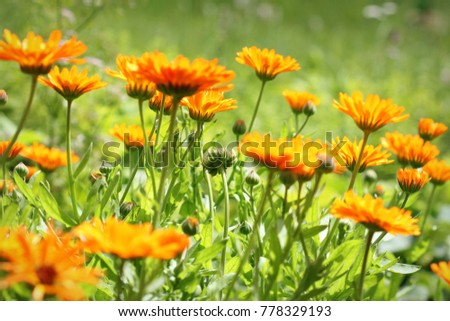 Orange pot marigold bloosom - Calendula officinalis field